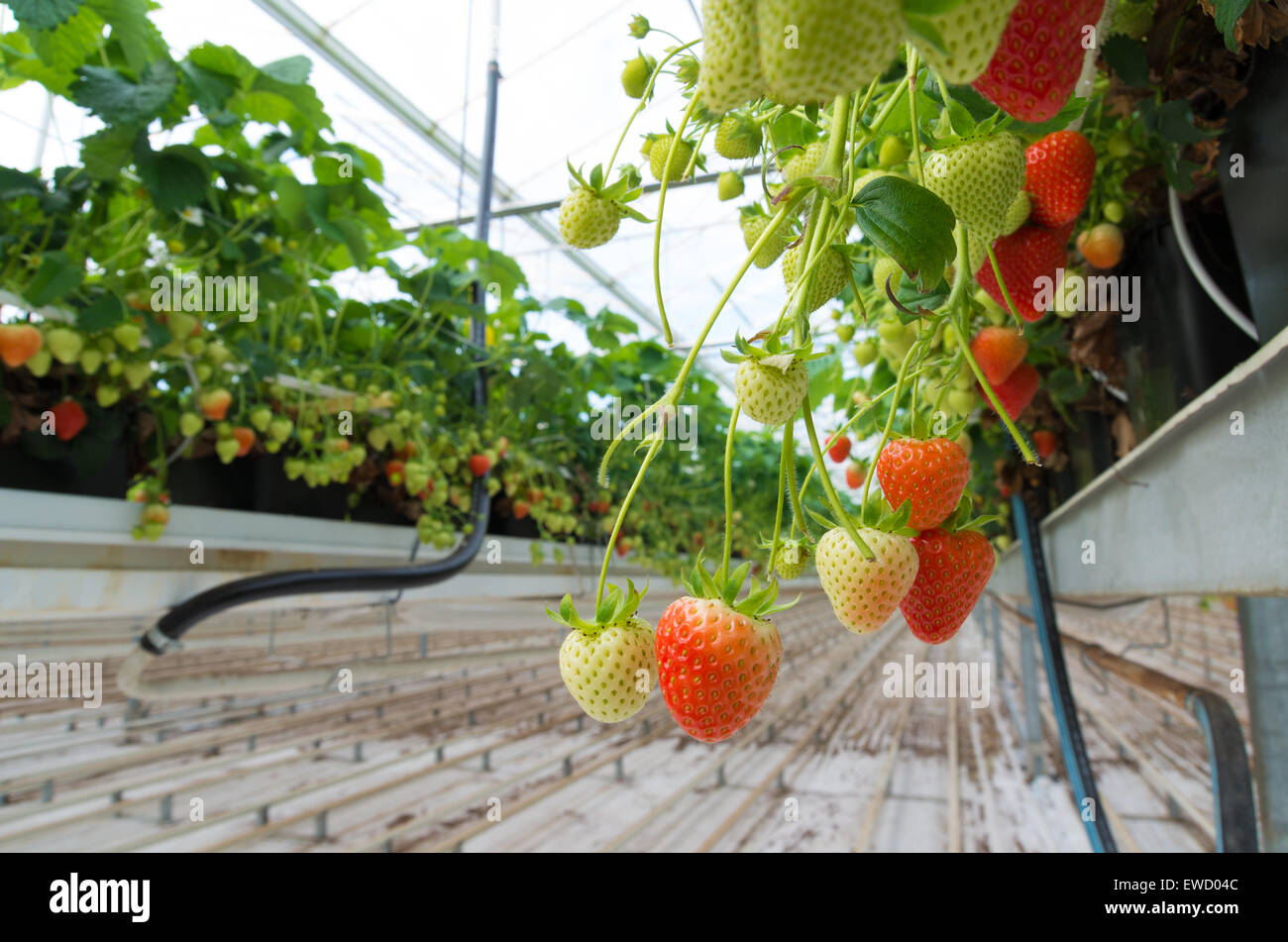 La coltivazione di fragole in una serra commerciale Foto Stock