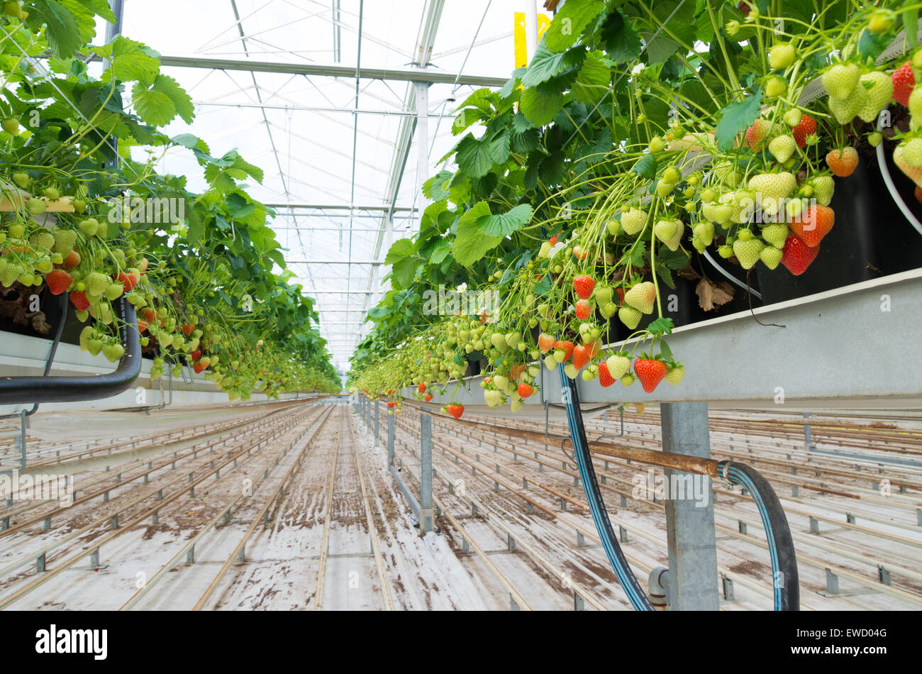 La coltivazione di fragole in una serra commerciale Foto Stock