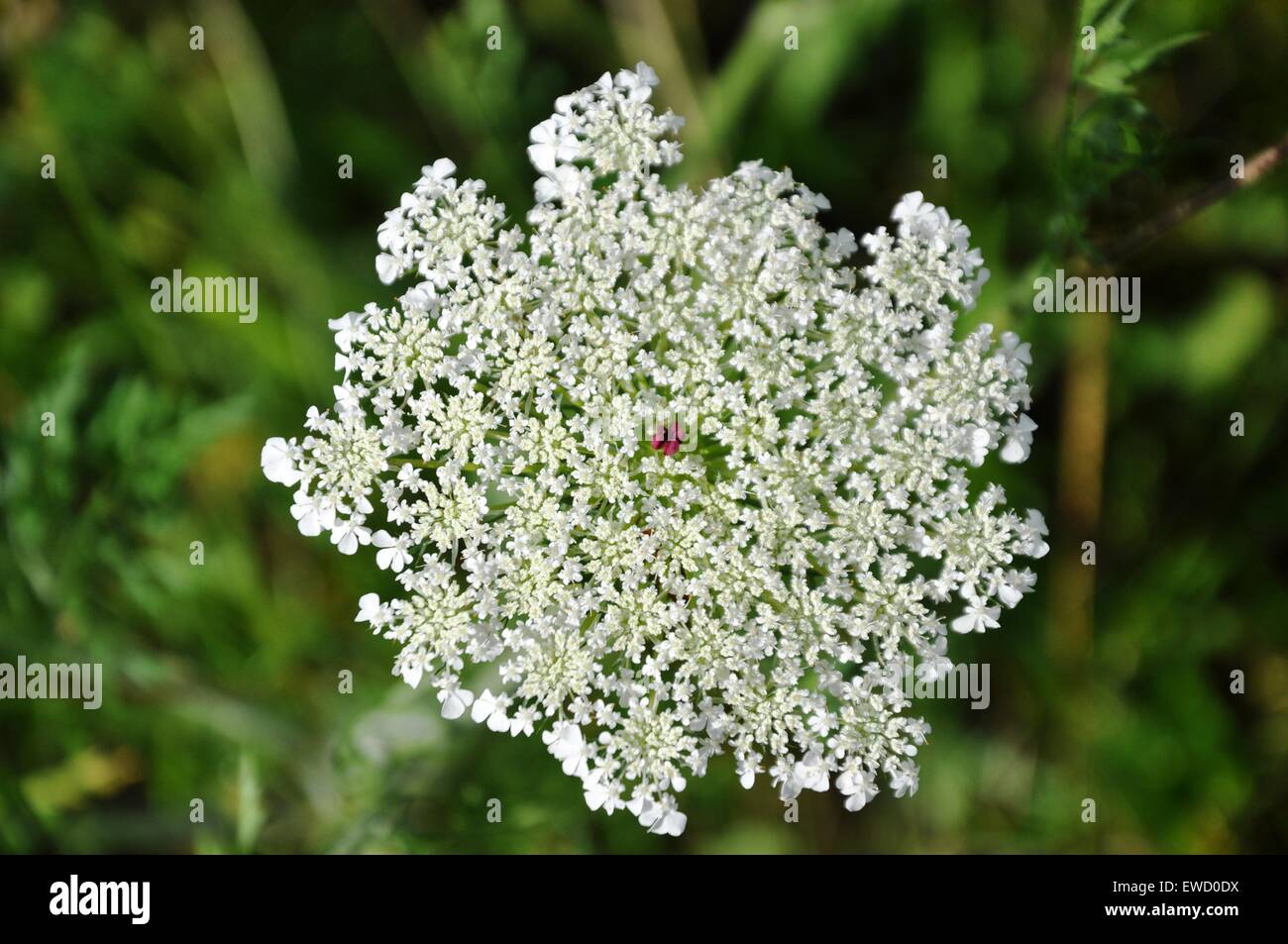 Fiore bianco Foto Stock