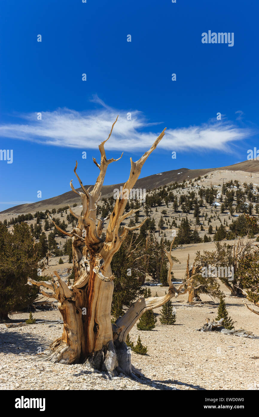 Bristlecone foresta di pini nelle White Mountains, est della California, Stati Uniti d'America. La più antica alberi viventi nel mondo. Foto Stock