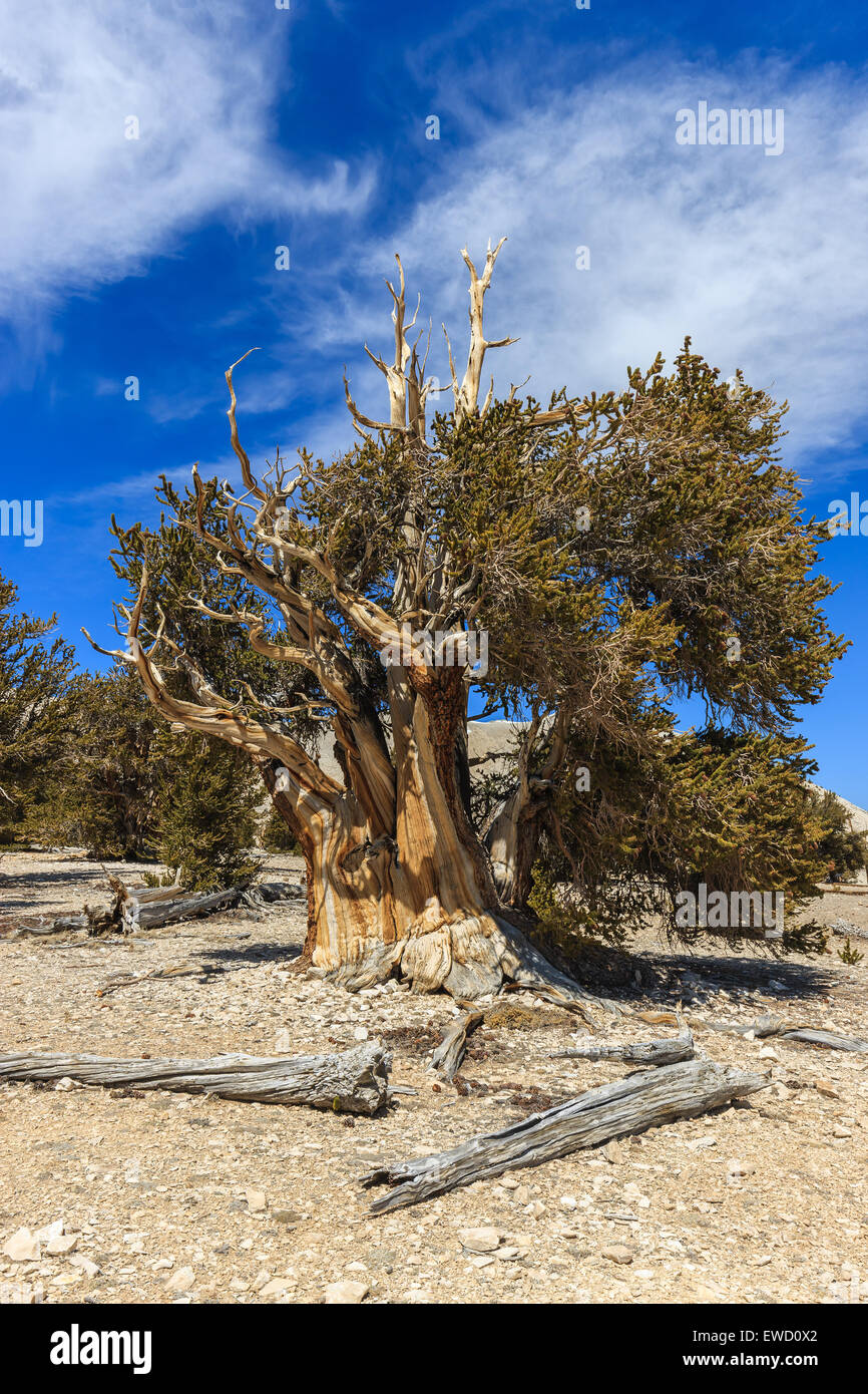 Bristlecone foresta di pini nelle White Mountains, est della California, Stati Uniti d'America. La più antica alberi viventi nel mondo. Foto Stock