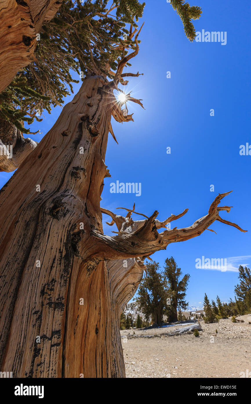 Bristlecone foresta di pini nelle White Mountains, est della California, Stati Uniti d'America. La più antica alberi viventi nel mondo. Foto Stock