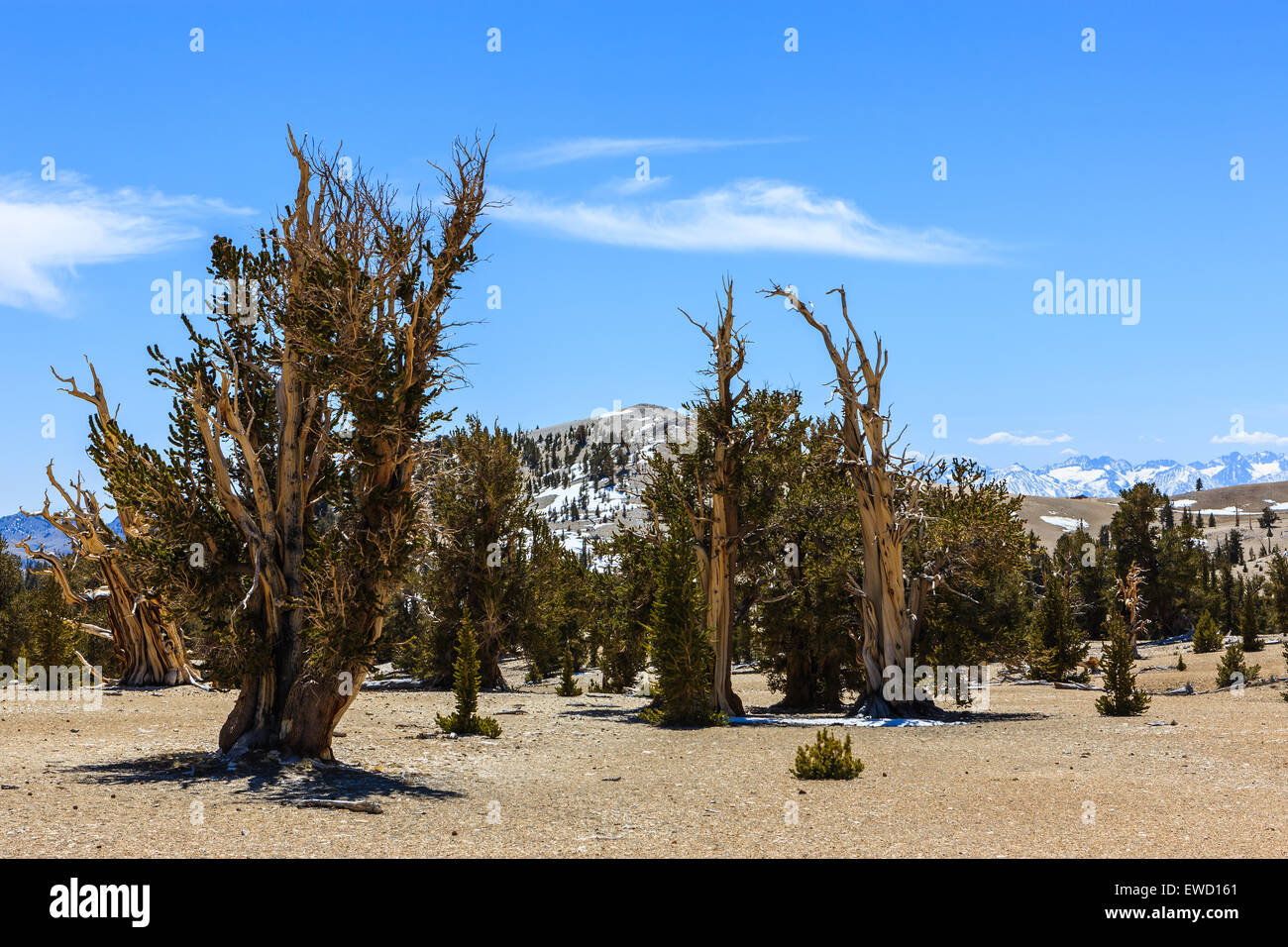 Bristlecone foresta di pini nelle White Mountains, est della California, Stati Uniti d'America. La più antica alberi viventi nel mondo. Foto Stock