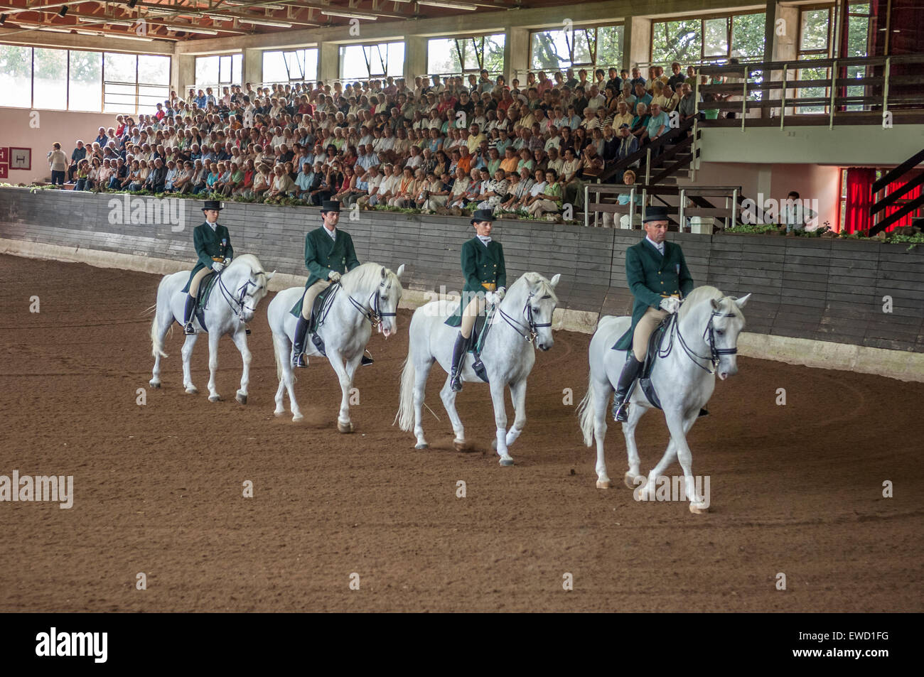 Lipizzani esecuzione di cavalli a Lipica Stud Farm. La Slovenia Foto Stock