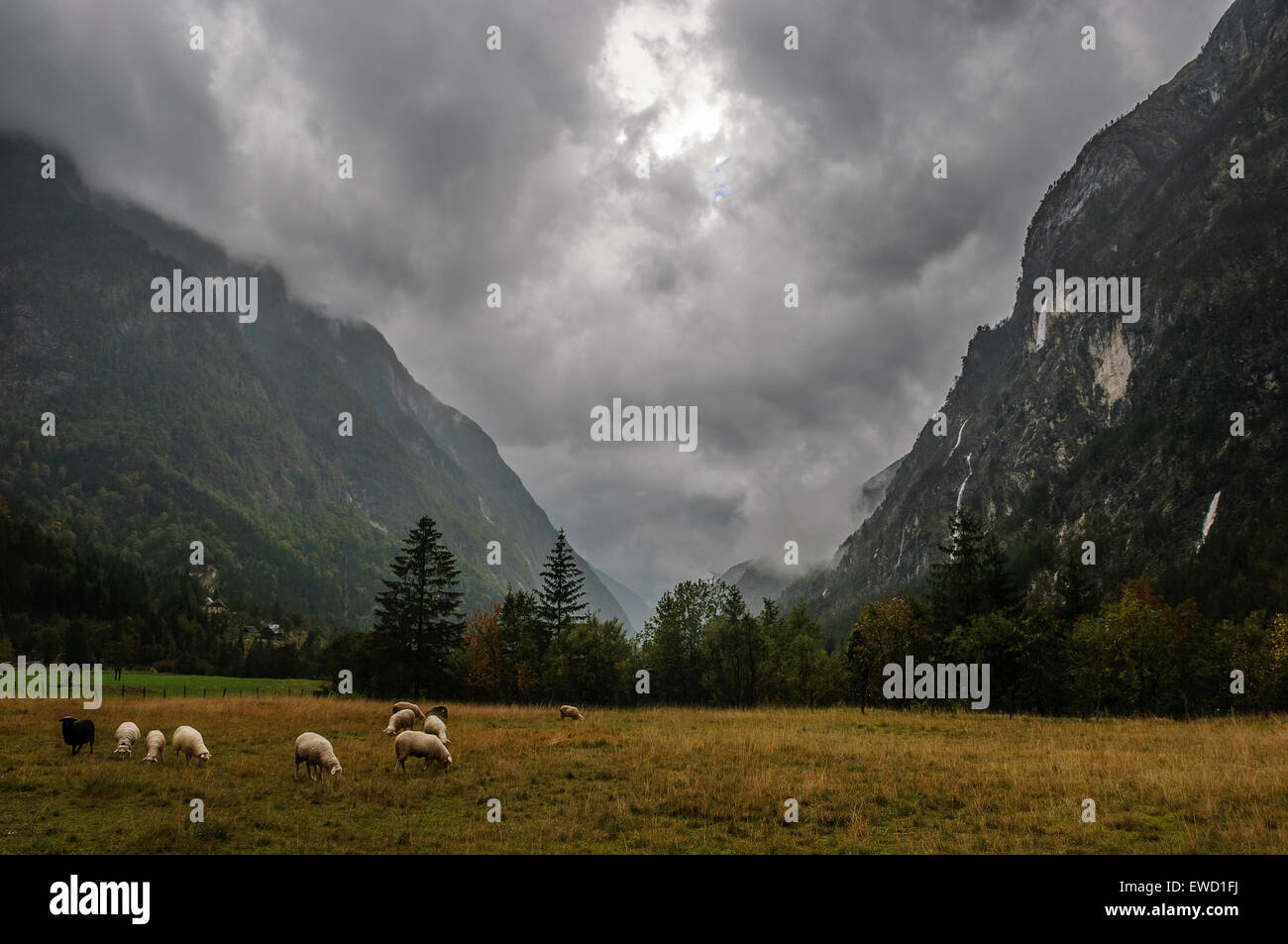 Pecore al pascolo in Soca valley. La Slovenia Foto Stock