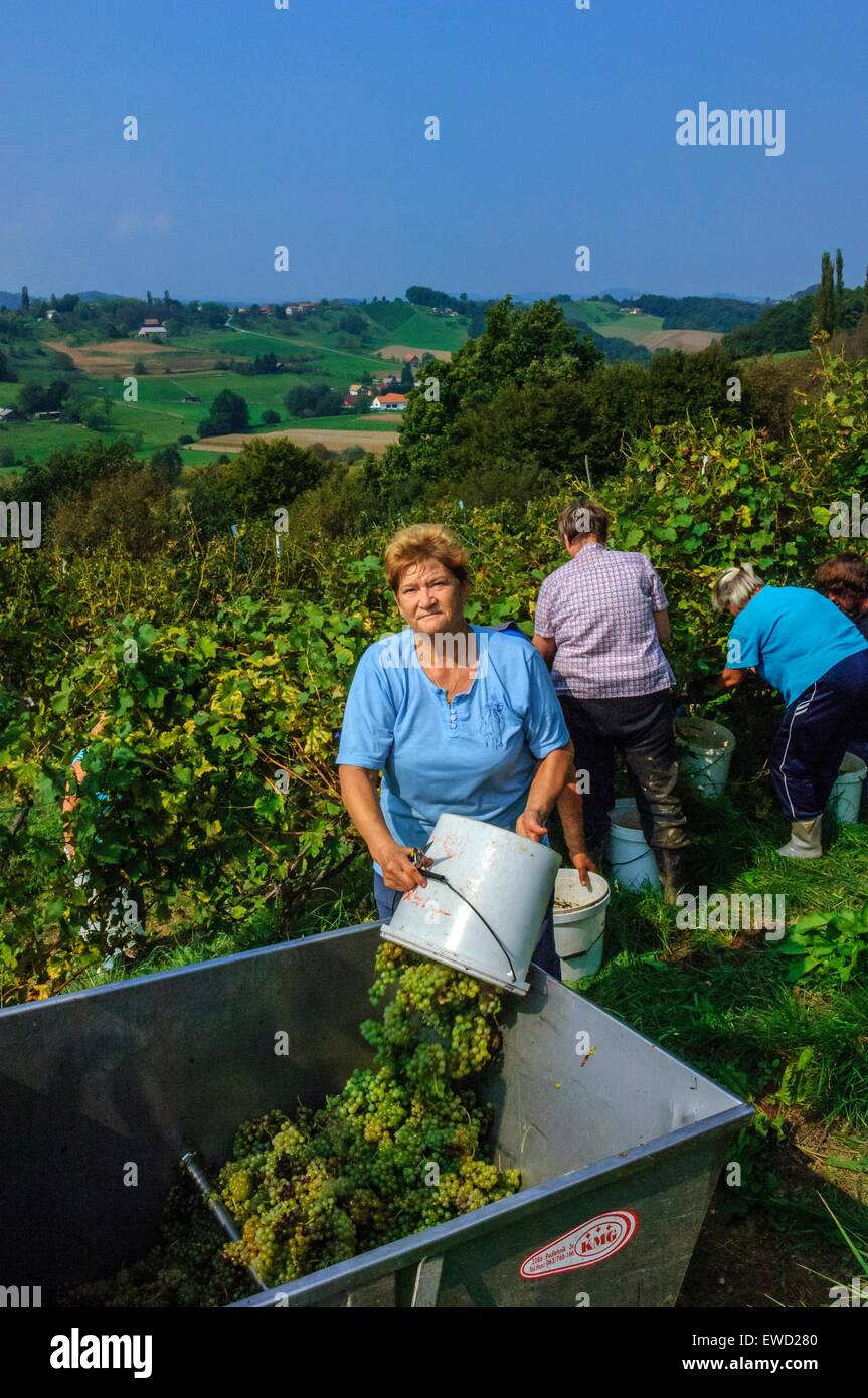 La cantina Crnko. 'Slovenian Hills". La Slovenia Foto Stock