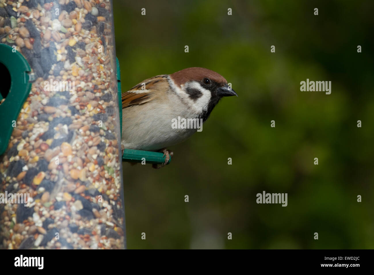 Tree Sparrow su alimentatore di sementi Foto Stock