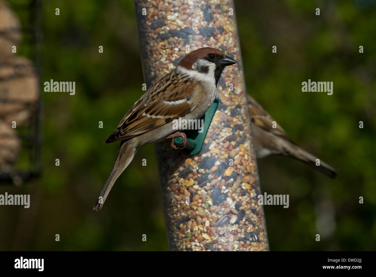 Tree Sparrow su alimentatore di sementi Foto Stock