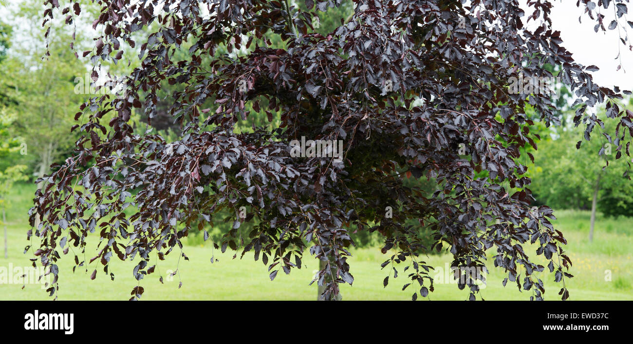 Fagus sylvatica purpurea. Il rame faggio Panoramic Foto Stock