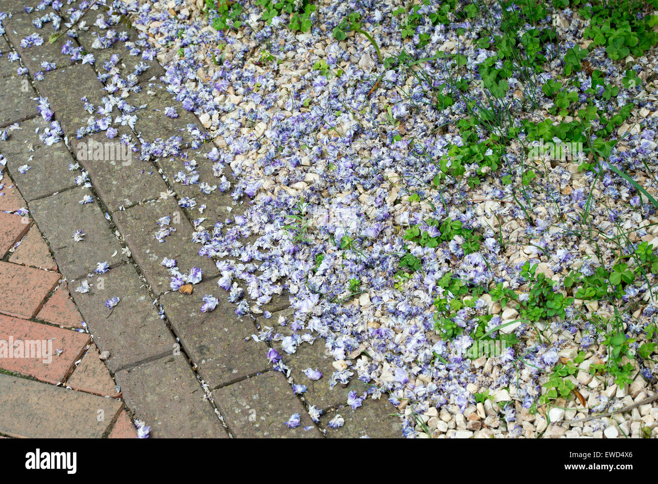 Trascorso il glicine floribunda petali di fiori in un giardino ghiaiose confine Foto Stock