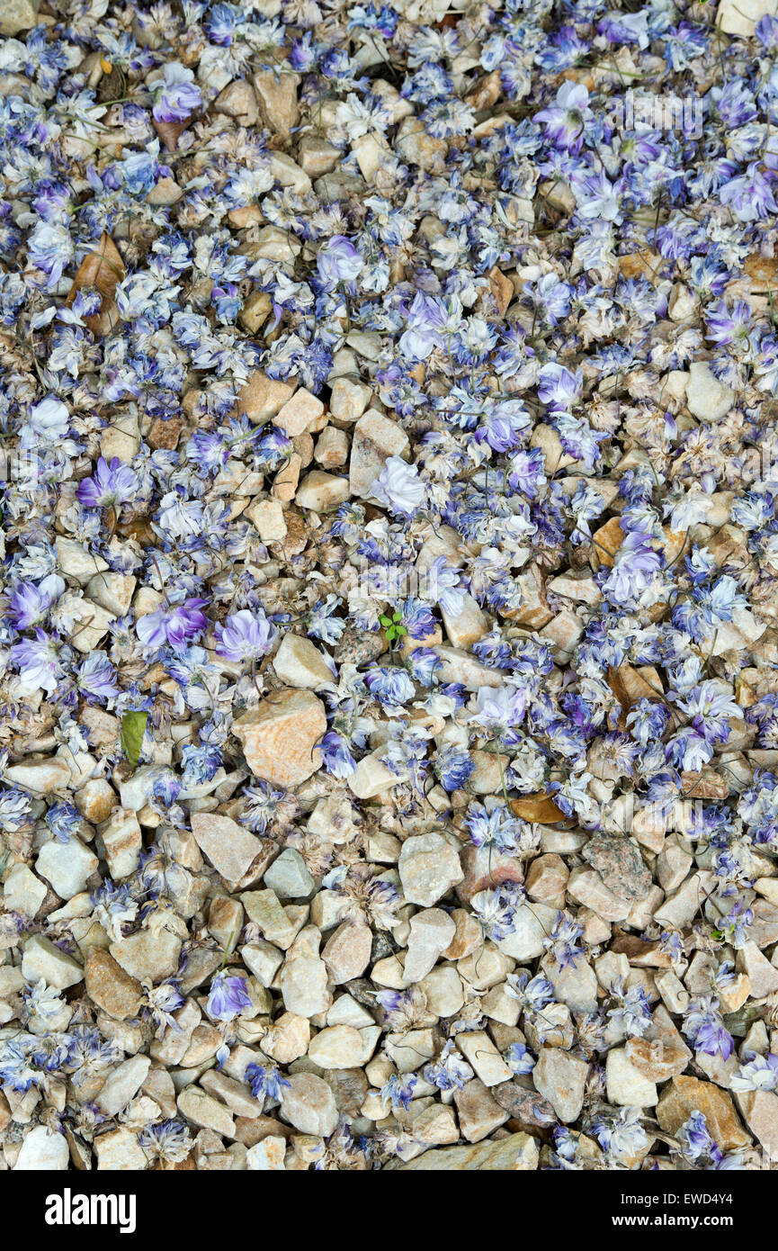 Trascorso il glicine floribunda petali di fiori in un giardino ghiaiose confine Foto Stock