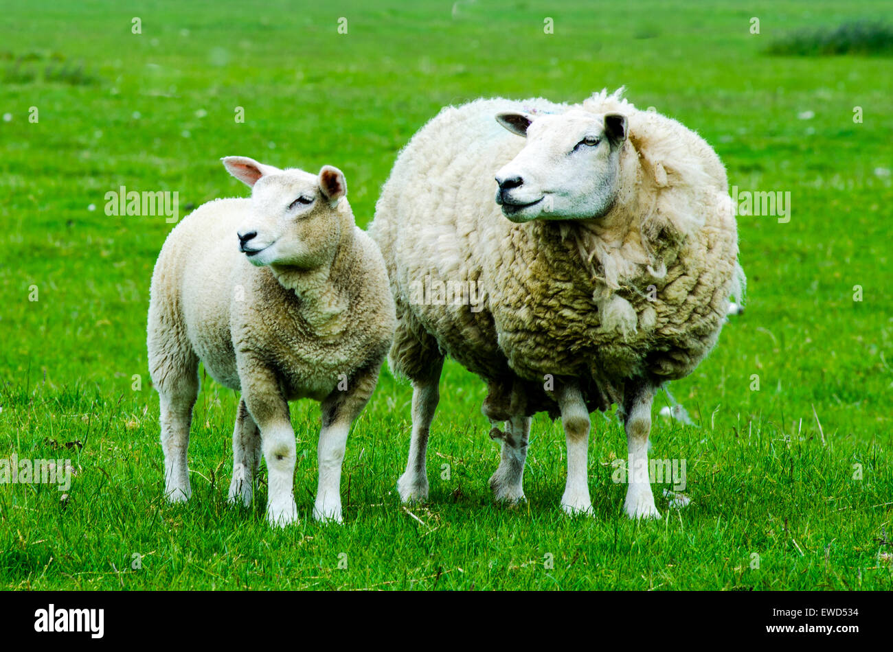 Pecora con agnello su Romney Marsh, Kent, Inghilterra Foto Stock