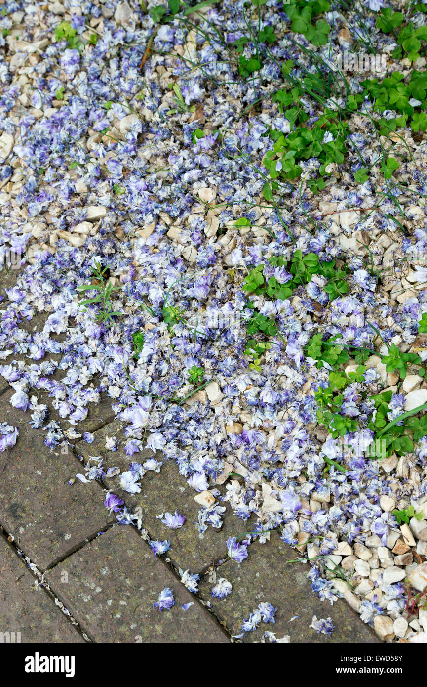 Trascorso il glicine floribunda petali di fiori in un giardino ghiaiose confine Foto Stock