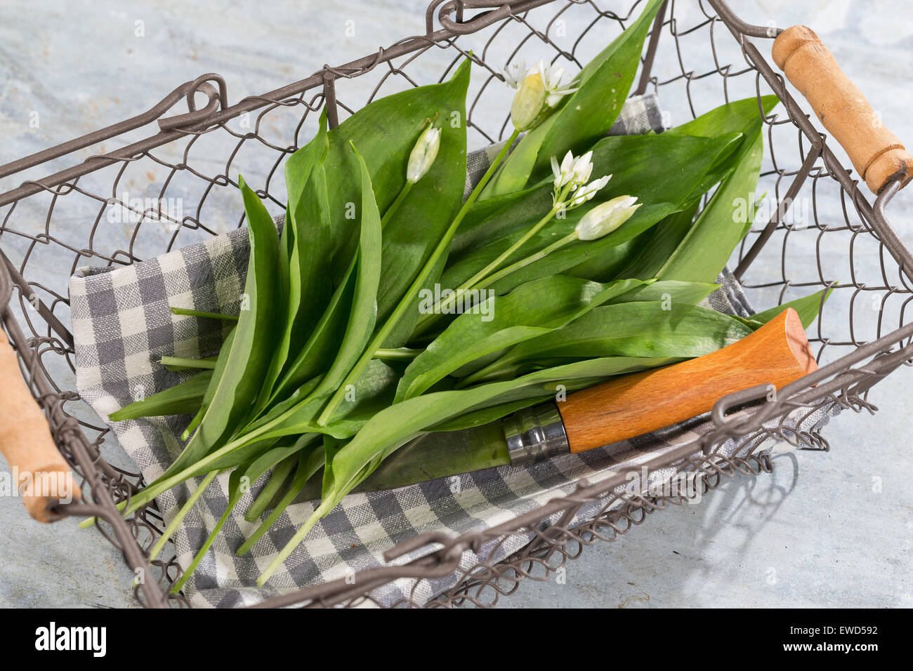 Il legno di aglio, Wood-Garlic, Bärlauch, Bär-Lauch, Ernte, in Korb, Allium ursinum, Ramsons, L'ail des nostro, ail sauvage Foto Stock