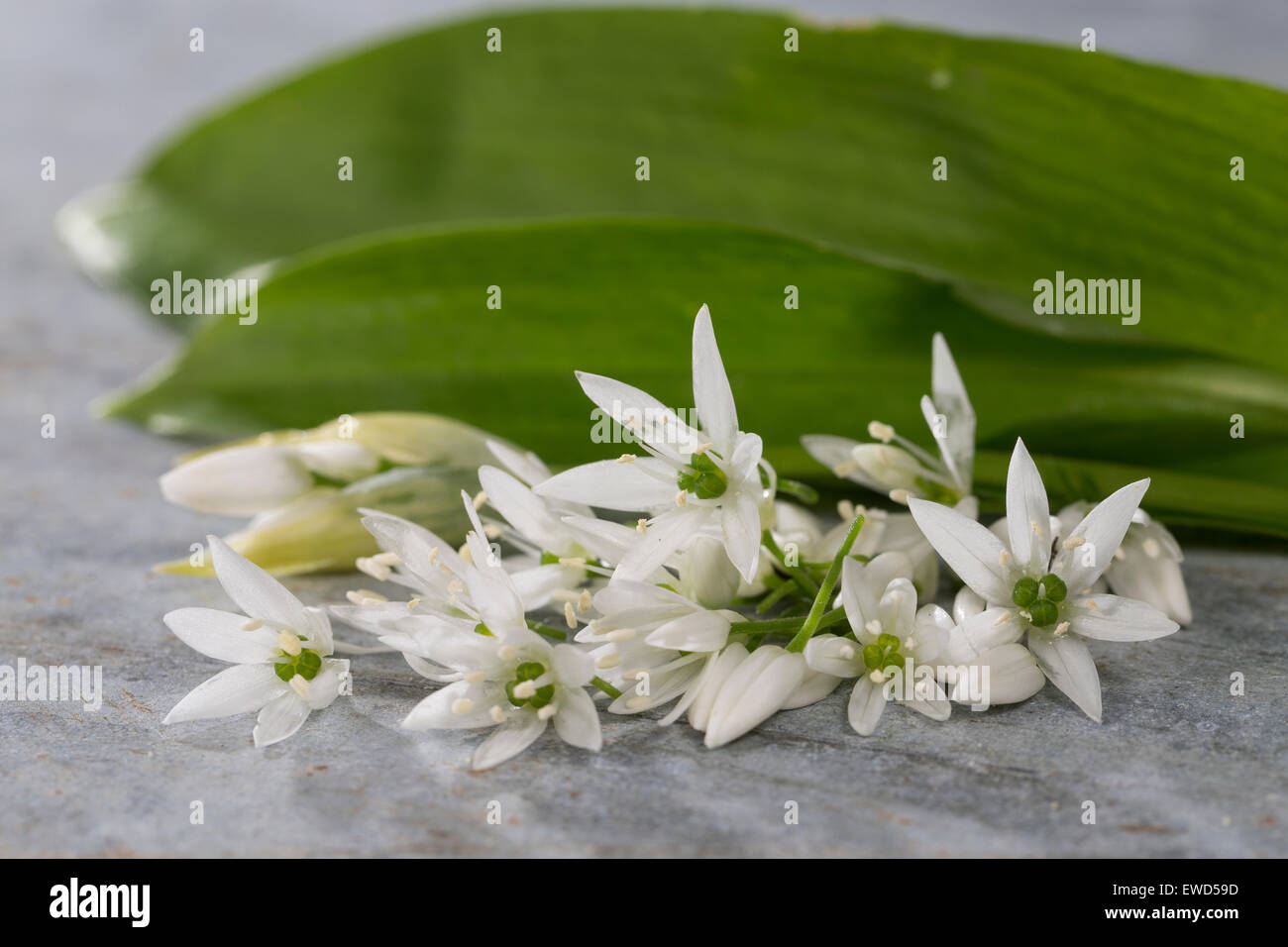Il legno di aglio, Wood-Garlic, Bärlauch, Bär-Lauch, Ernte, in Korb, Allium ursinum, Ramsons, L'ail des nostro, ail sauvage Foto Stock