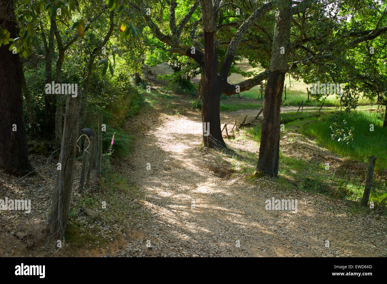 Una pista rurale (o camino) nella Sierra Morena, provincia di Huelva, Andalusia, Spagna Foto Stock