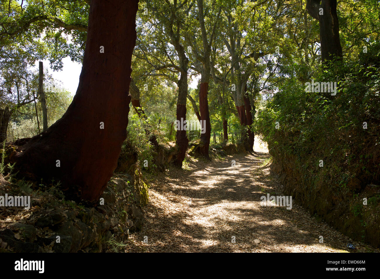 Una pista rurale (camino) nella provincia di Huelva, Sierra Morena, Andalusia, Spagna Foto Stock