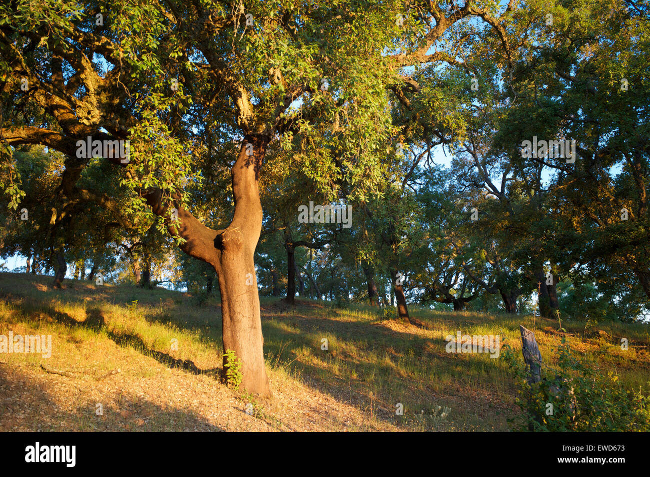 Albero di sughero, Sierra Morena, Andalusia, Spagna Foto Stock