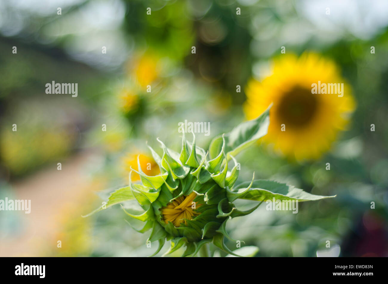 Pod di girasole non aperto Foto Stock
