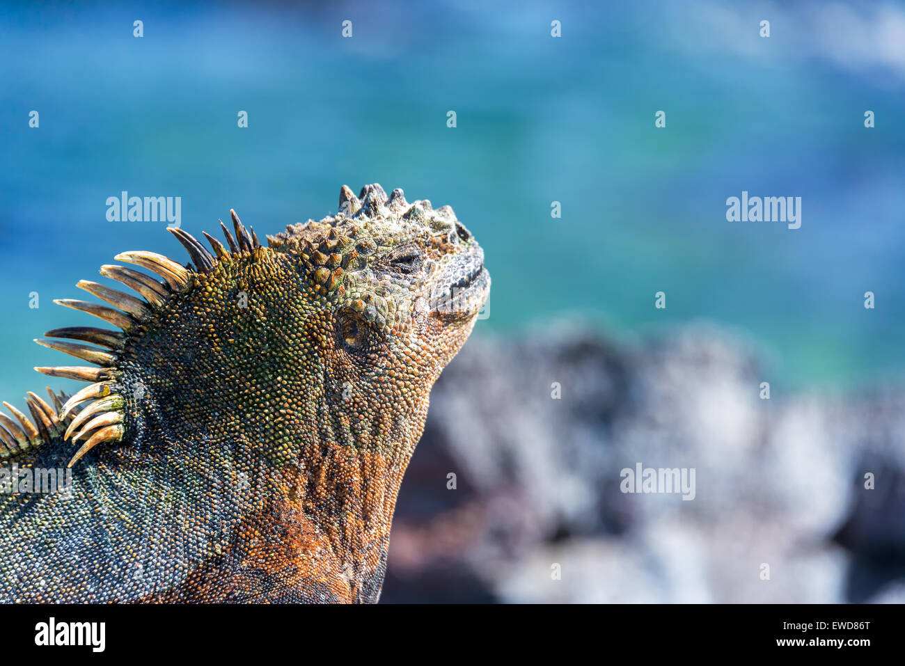 La faccia di un Marine Iguana di relax al sole con uno sfondo blu sull isola Fernandinda nelle Isole Galapagos in Ecuador Foto Stock