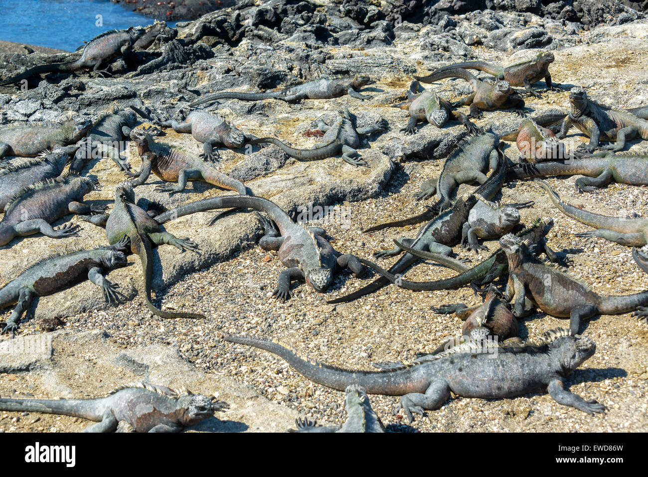 Grande gruppo di iguane marine su Fernandina Island nelle Isole Galapagos in Ecuador Foto Stock