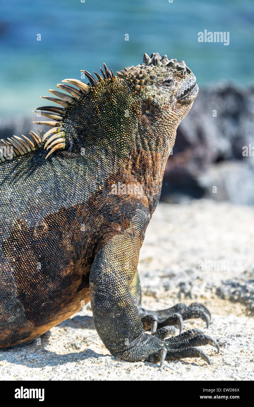 Vista verticale di un Marine Iguana di relax al sole su Fernandinda isola nelle isole Galapagos Foto Stock