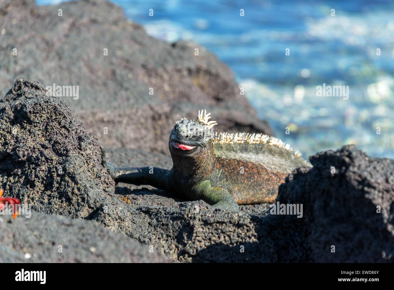 Iguana marina con la lingua fuori su Fernandina Island delle Isole Galapagos in Ecuador Foto Stock