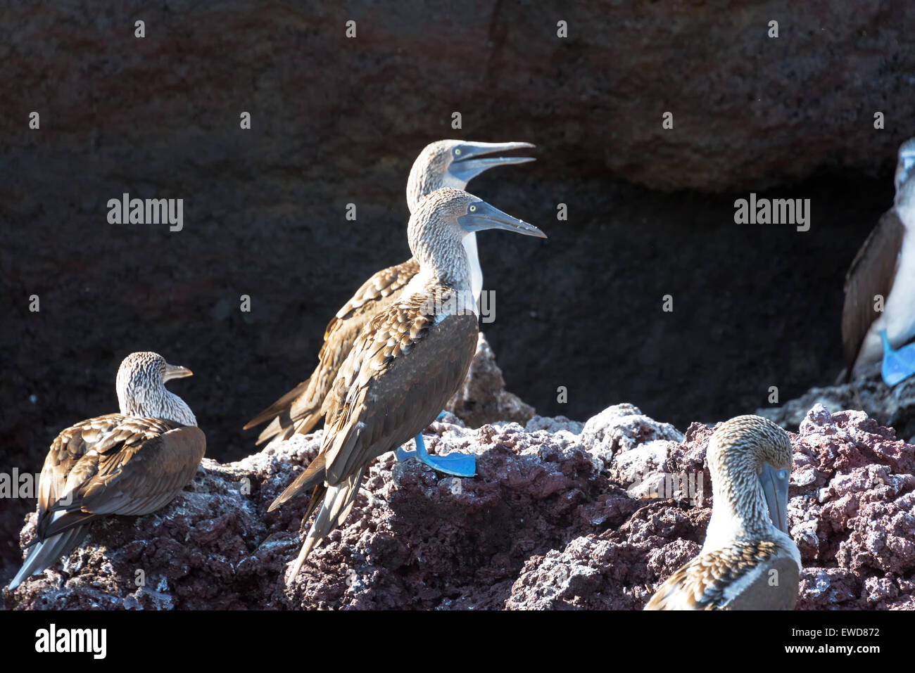 Blue footed boobies in piedi su una roccia su Isabela Island nelle Isole Galapagos in Ecuador Foto Stock