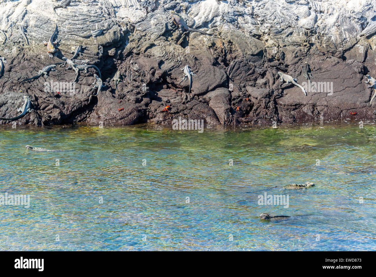 Iguane Marine sulle rocce e nuoto su Fernandina Island nelle isole Galapagos Foto Stock