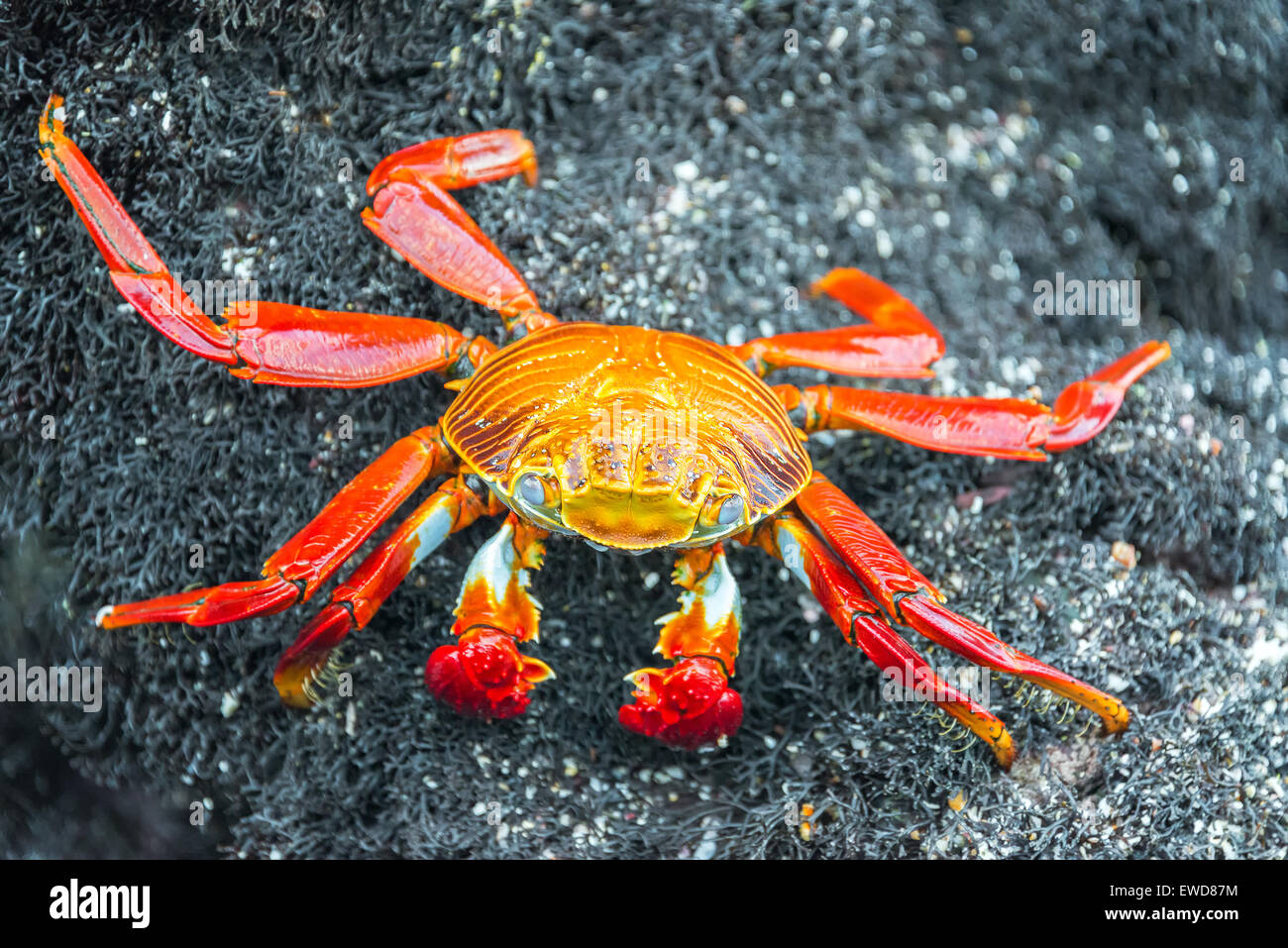 Vista ingrandita di a Sally Lightfoot Crab su Isabela Island nelle Isole Galapagos in Ecuador Foto Stock