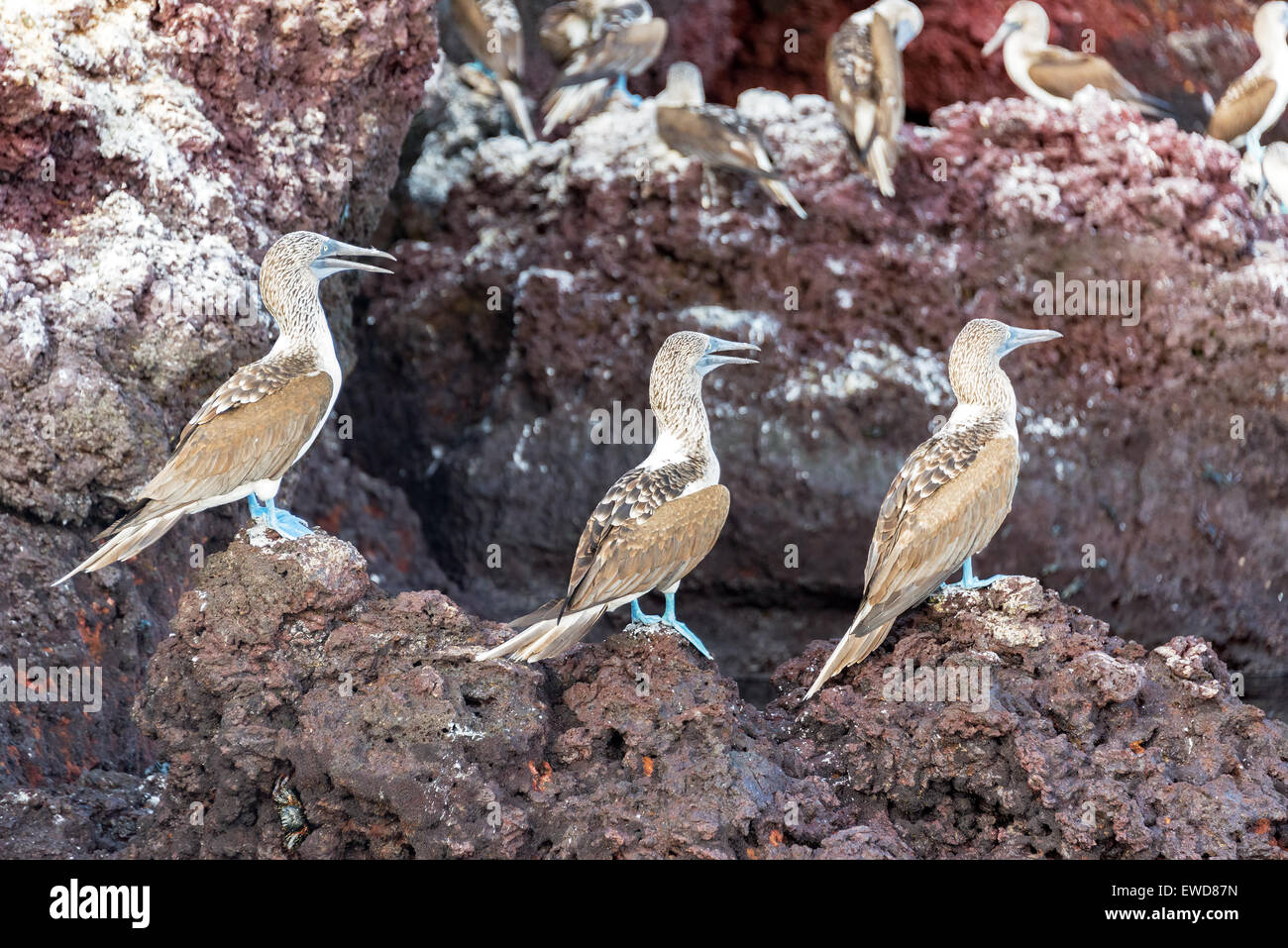 Tre blu footed boobies su una roccia su Isabela Island nelle Isole Galapagos in Ecuador Foto Stock