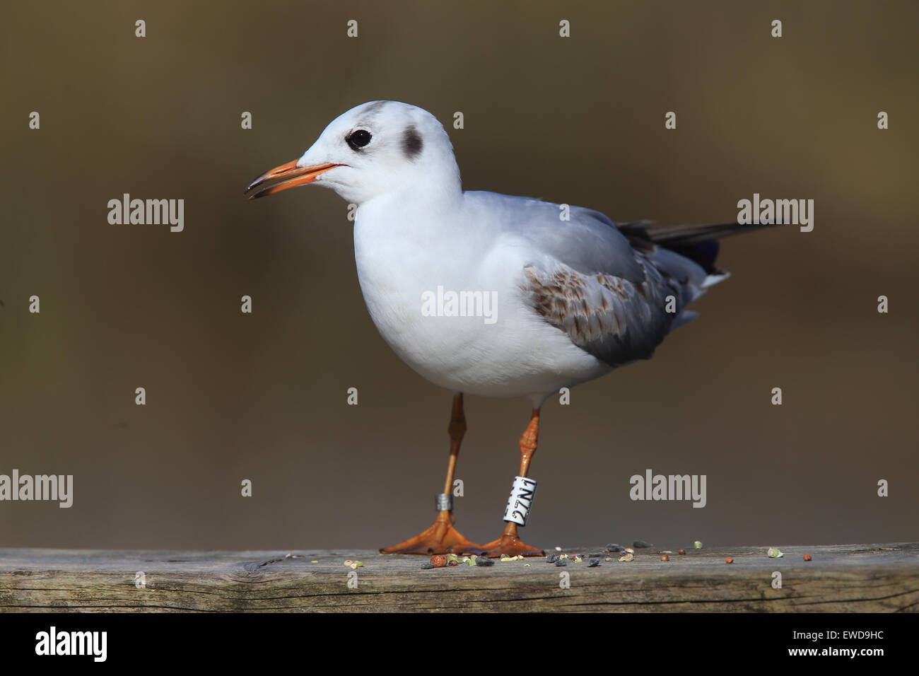 A testa nera (gabbiano Larus ridibundus), un primo estate (cerchiati) nastrati bird, Slimbridge WWT Riserva, Gloucestershire, Inghilterra, Regno Unito. Foto Stock