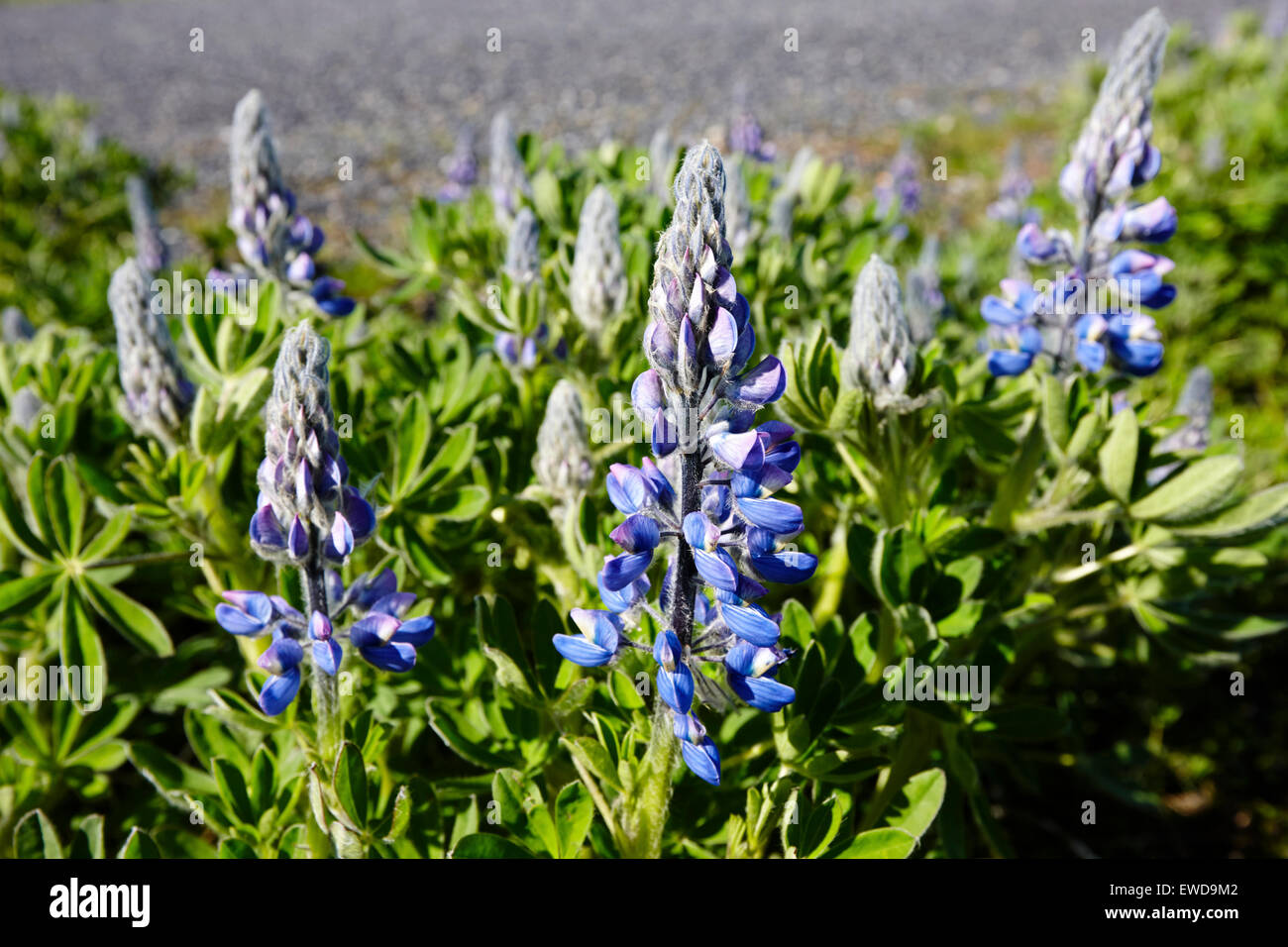 Nootka lupini di crescente selvatici in Islanda originariamente piantato per prevenire erosione di suolo hanno diffuso in tutto il sud di è Foto Stock