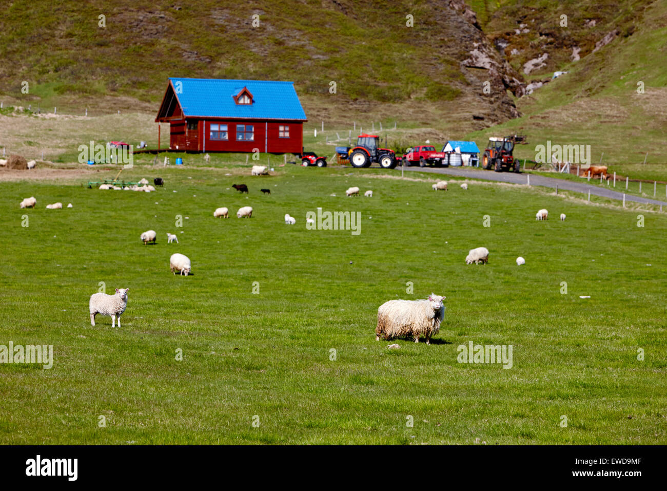 Gregge di pecore islandese sulla piccola fattoria rurale Islanda meridionale Foto Stock