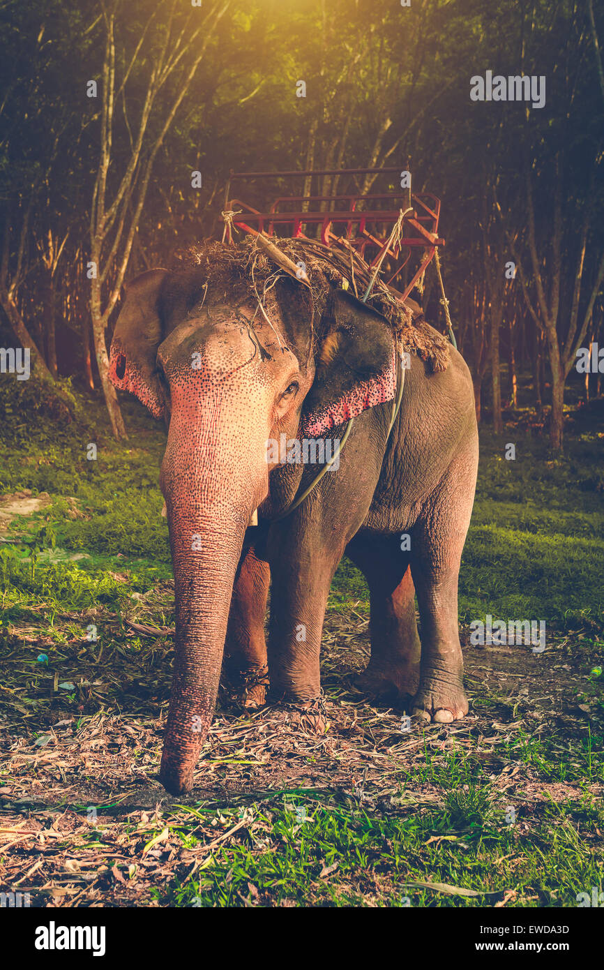 Elefante in Thailandia Foto Stock