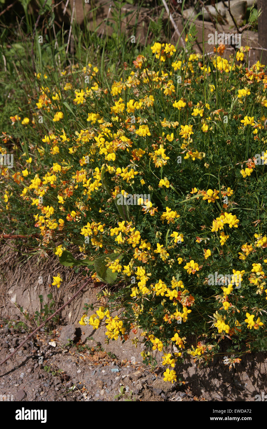 Trifoglio Birdsfoot, Lotus corniculatus, Fabaceae Foto Stock