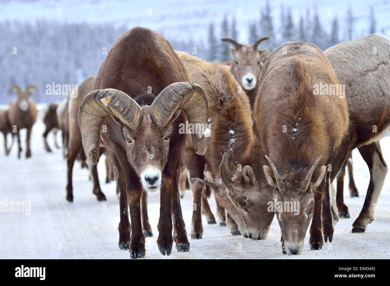 Una mandria di wild Bighorn Ovis canadensis; su una strada rurale nelle montagne rocciose di Alberta Canada leccare il sale minerale Foto Stock