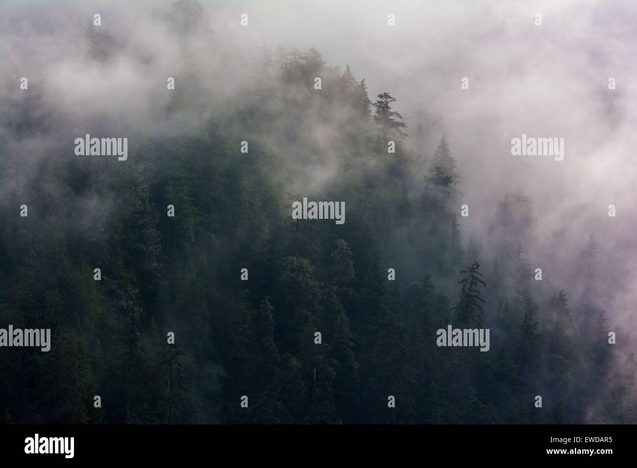 Misty foresta sulle pendici del monte Verstovia, Tongass National Forest, Sitka, Baranof Island, a sud-est di Alaska, STATI UNITI D'AMERICA Foto Stock