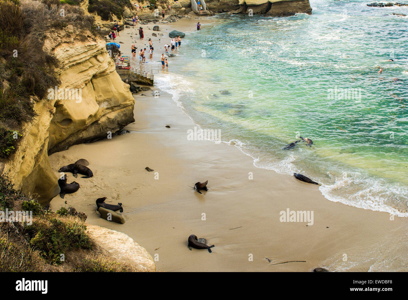 Leoni di Mare, La Jolla Cove, San Diego, California, Stati Uniti d'America Foto Stock