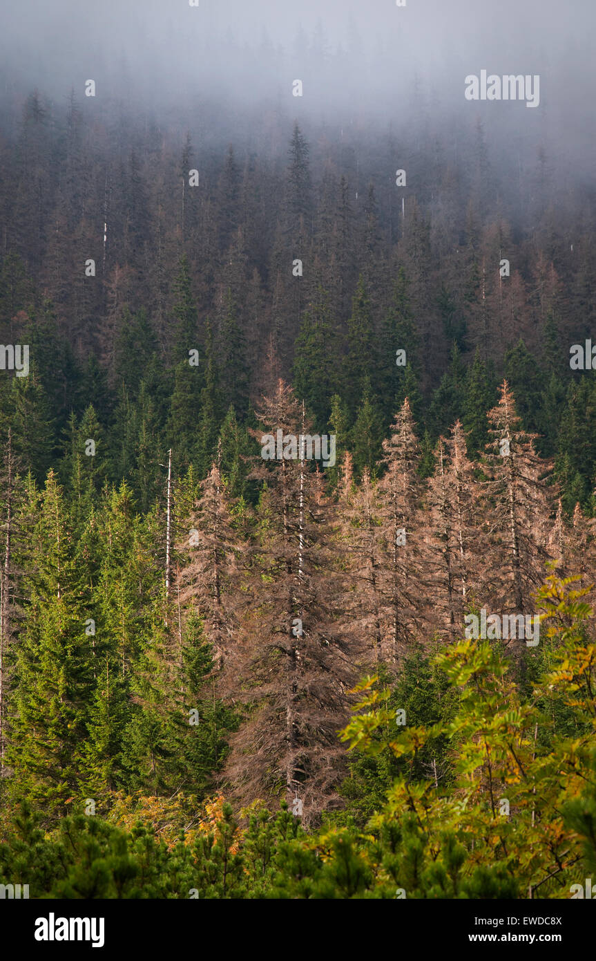 foresta del pino Foto Stock