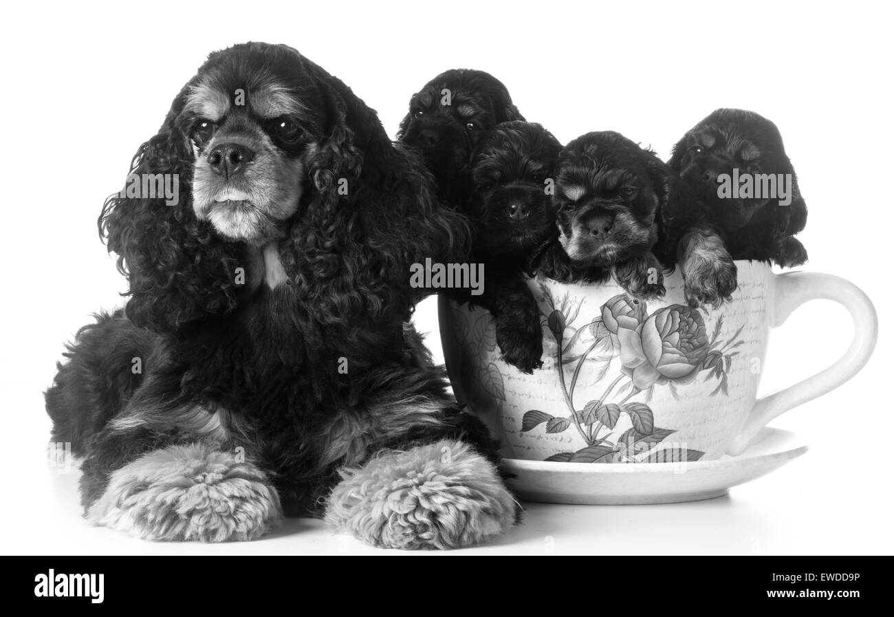 Cucciolata di cuccioli - american cocker spaniel mamma e cuccioli in una tazzina su sfondo bianco Foto Stock
