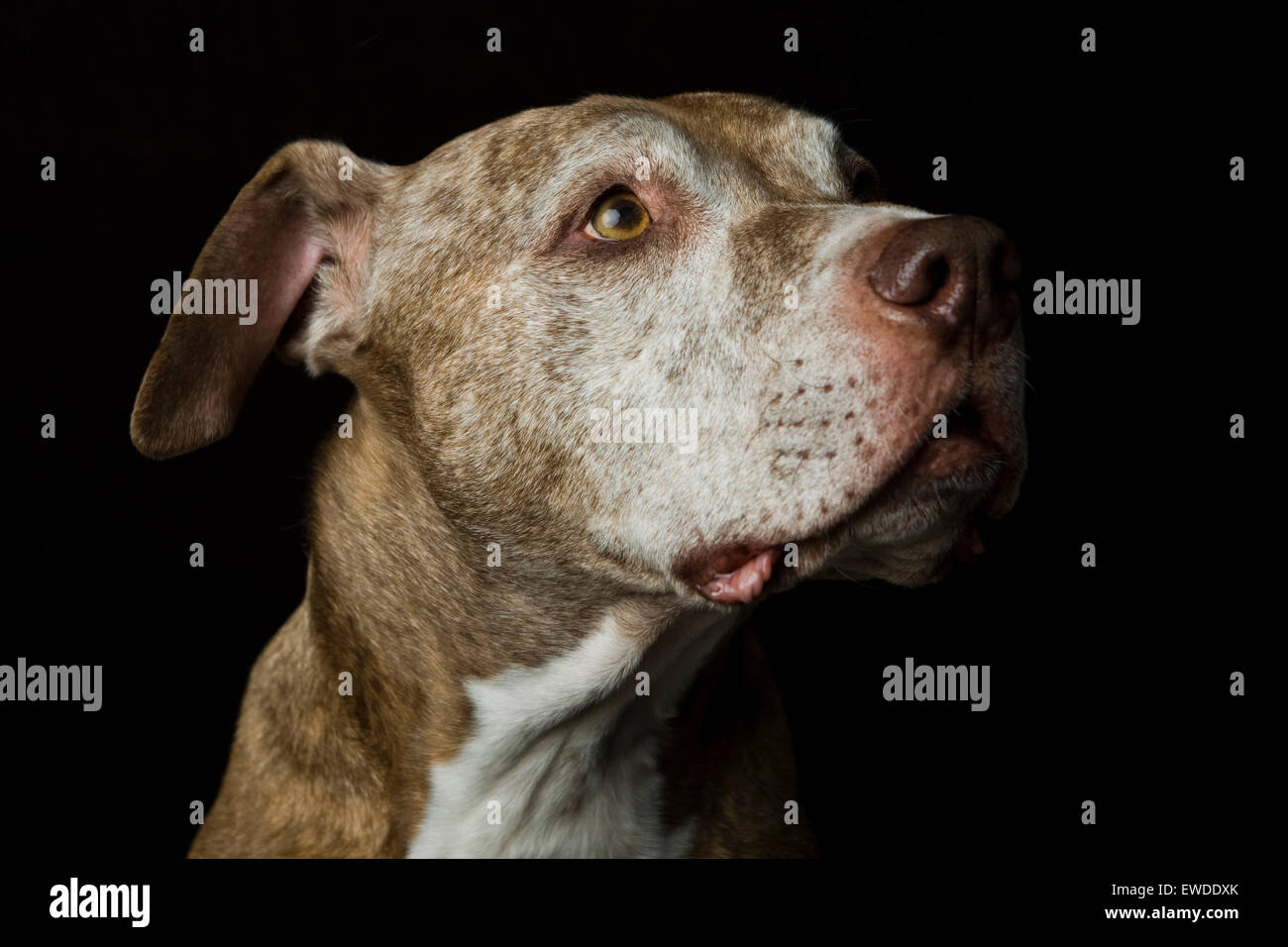 Profilo studio headshot ritratto di una saggia senior Pitbull cane guardando verso l'alto in previsione contro uno sfondo nero Foto Stock