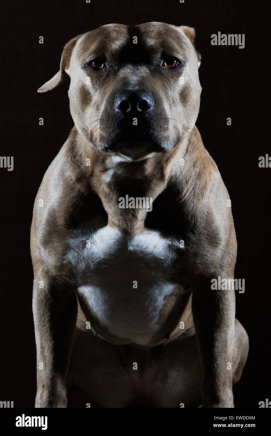 Studio drammatico ritratto di un adulto Pitbull dog sitter contro uno sfondo nero con intimidire il contatto visivo Foto Stock