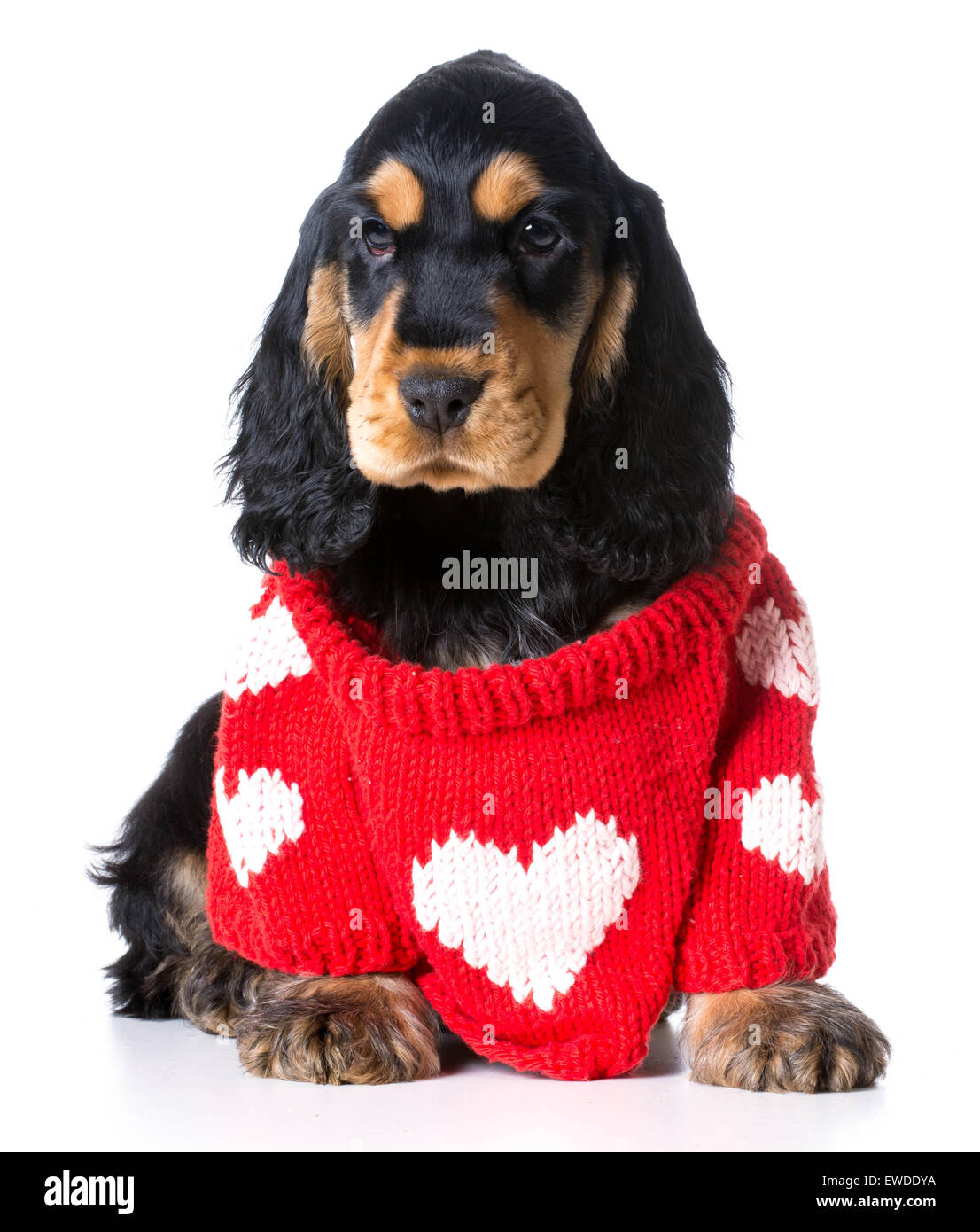San Valentino - cucciolo english cocker spaniel cucciolo che indossa un maglione con un grande cuore su di esso Foto Stock