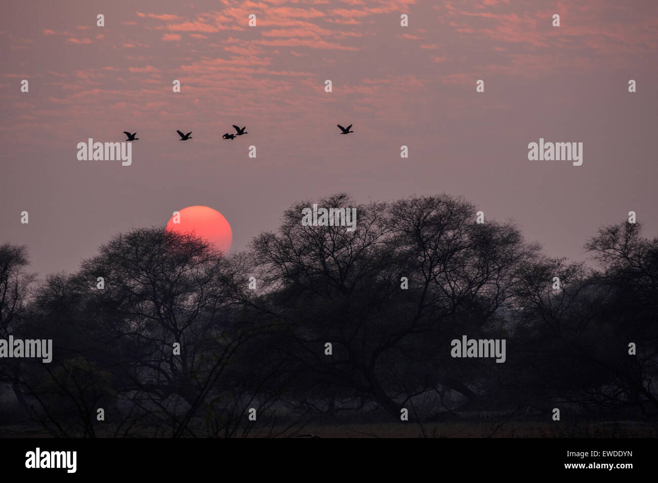 Mentre il sole tramonta uccelli volare torna a casa loro Foto Stock