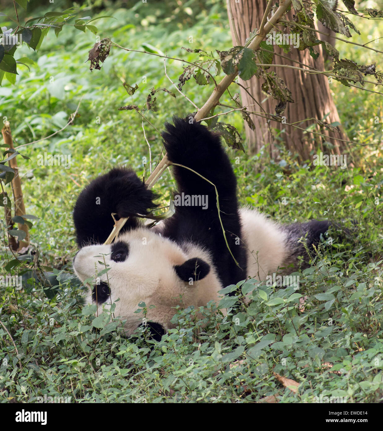 Visitare il parco pandas Foto Stock