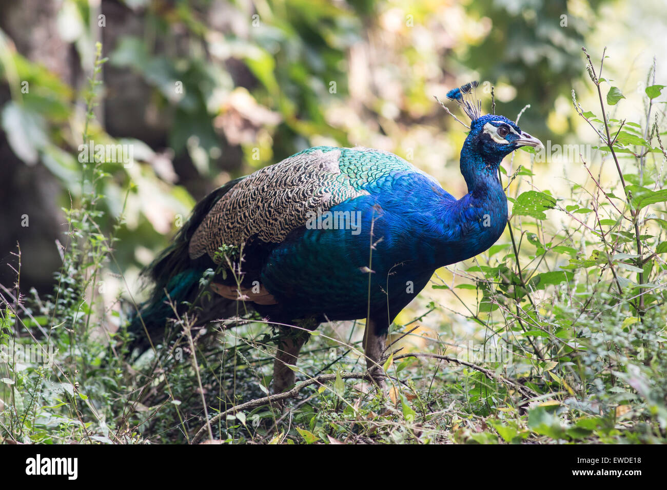 Peacock - Le più belle bird Foto Stock