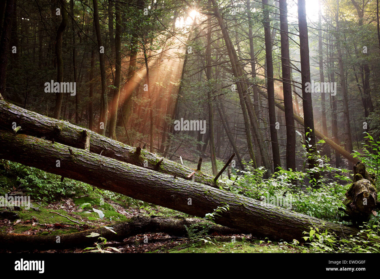 Il sole che tramonta nel bosco lungo l'Appalachian Trail. Foto Stock