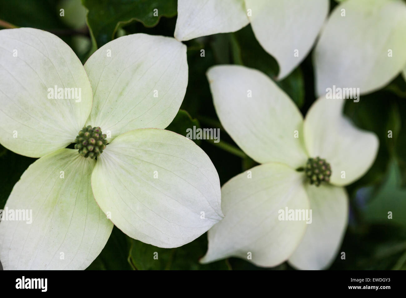 Immagine astratta di un pacifico sanguinello bloom Foto Stock