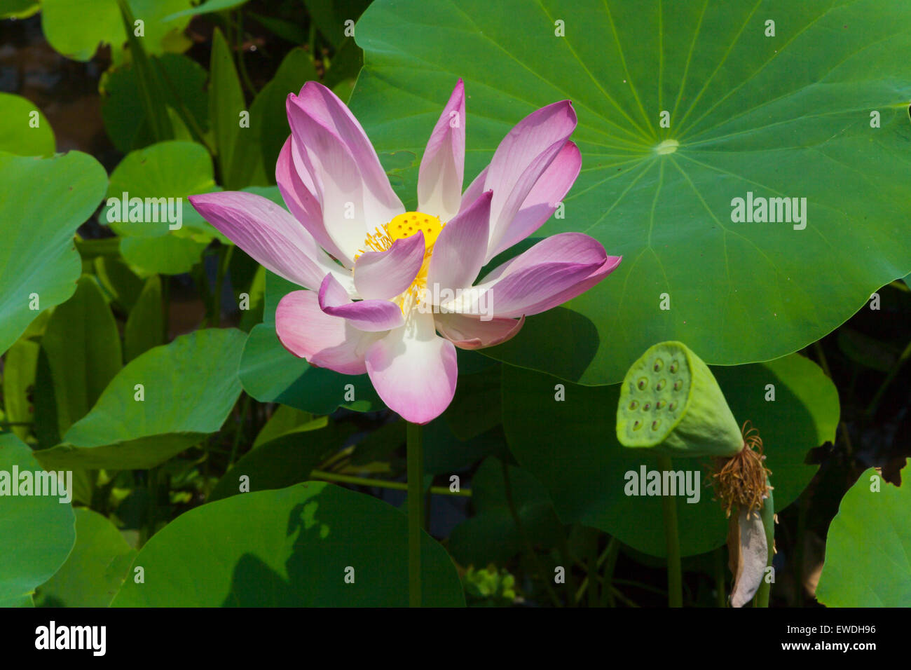 Una fioritura di fiore di loto sul DON KHON isola in 4 mila isole area del fiume Mekong - Southern, LAOS Foto Stock